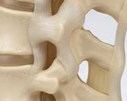 Facet joints lig clear.jpeg